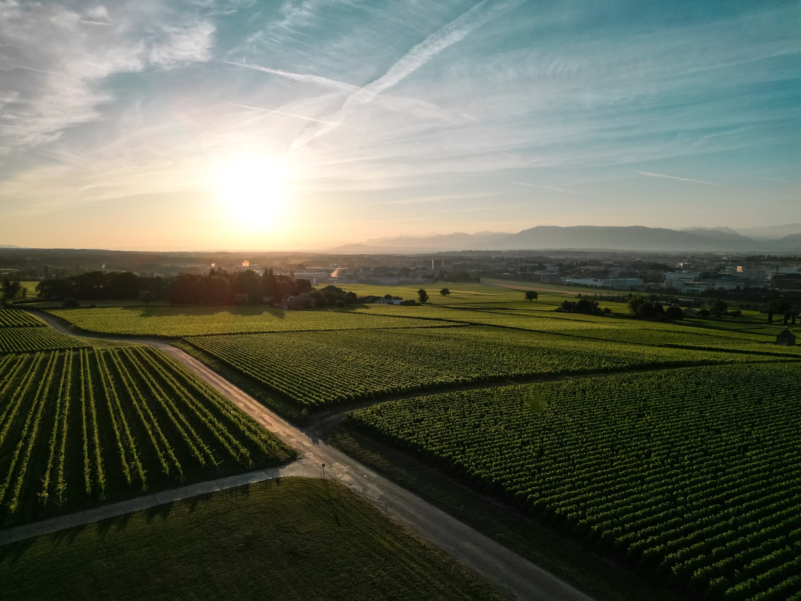 Vignes au lever du jour dans la campagne genevoise